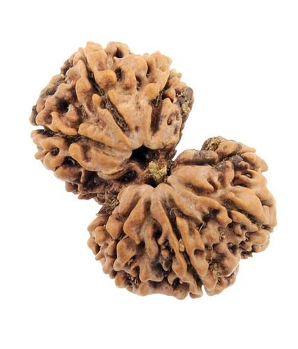 Seven Faced (Saat Mukhi) Gauri Shankar Rudraksha