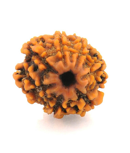 Holy 7 Mukhi Certified Rudraksha
