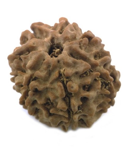 Holy Sapt Mukhi Certified Rudraksha Bead