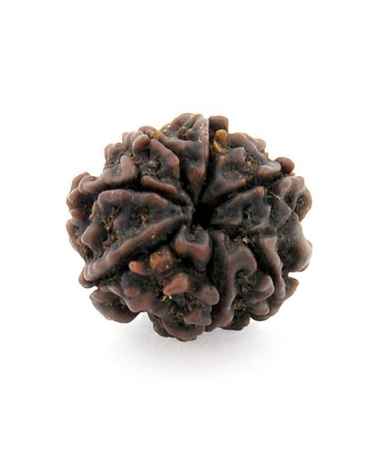 Seven Faced Rudraksha Beads Gives Prosperity - Natural Seed, 16.82x15.81x15.50mm, Round | Spiritual Benefits, Wealth, Positive Energy, Certified, Energized