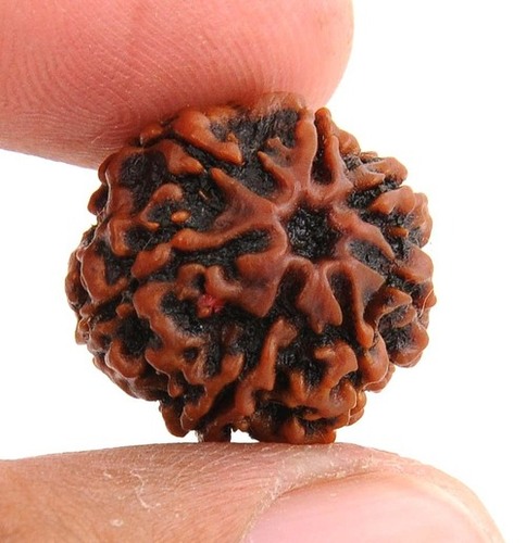 7 Face Certified Rudraksha Seed In Bangalore