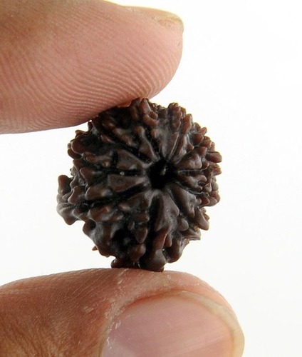 Energization of a Seven Mukhi Rudraksha Bead