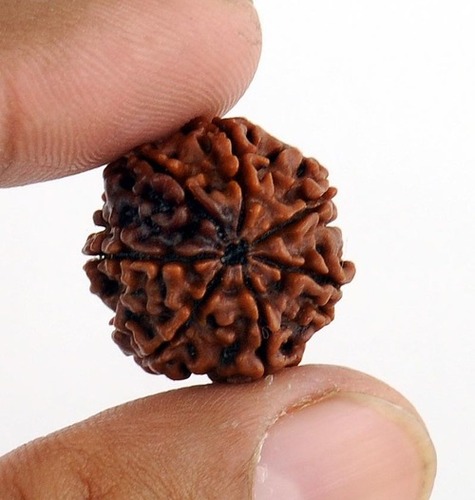 7 Mukhi Original Rudraksha