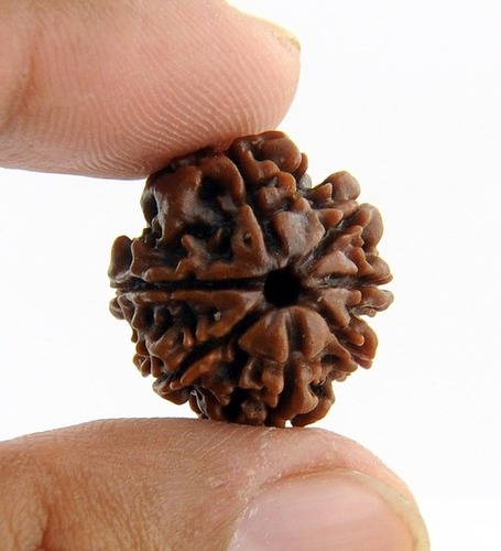 7 Faced Original Certified Rudraksha In Kanpur