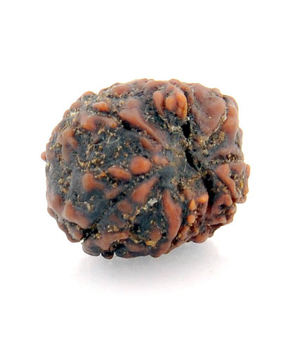 7 Mukhi Certified Rudraksha In Bhopal