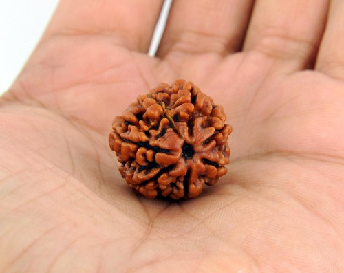 Holy Sapt Mukhi Certified Rudraksha In Patna