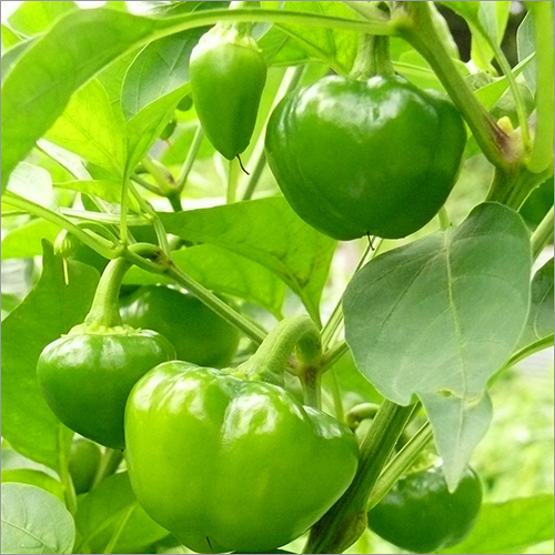 Capsicum