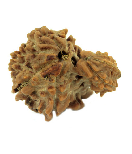 8 Mukhi Savaar Gauri Rudraksha