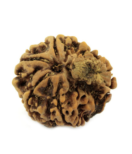 8 Mukhi Garbh-Gauri Holy Beads at Astroshop India