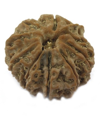 Certified Eight Mukhi Rudraksha In India