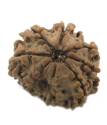 Certified Eight Mukhi Rudraksha In Delhi