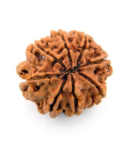Eight Mukhi Rudraksha Bead In Rajkot