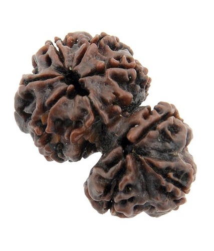 8 Mukhi (Eight Faced) Gauri-Rudraksha In Srinagar
