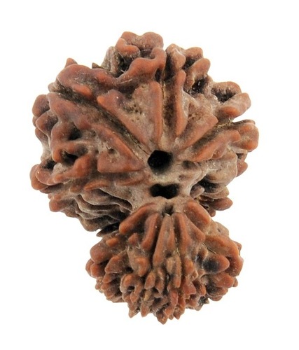 Eight Faced (8 Mukhi) Garbh Gauri-Rudraksha In Punjab