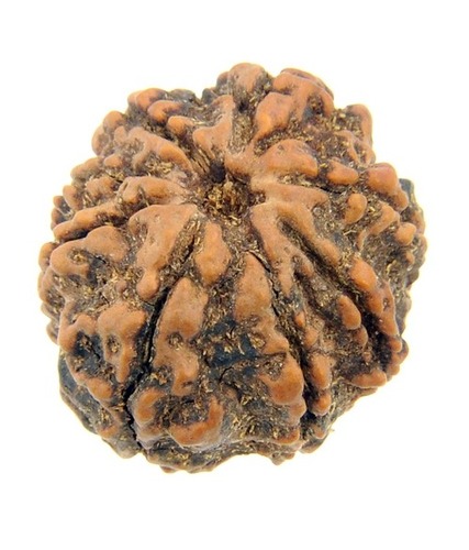 25 MM IGL Certified Eight Mukhi Rudraksha Bead