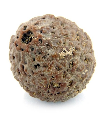 8 Faced Rudraksha Bead IGL X- Ray Certified