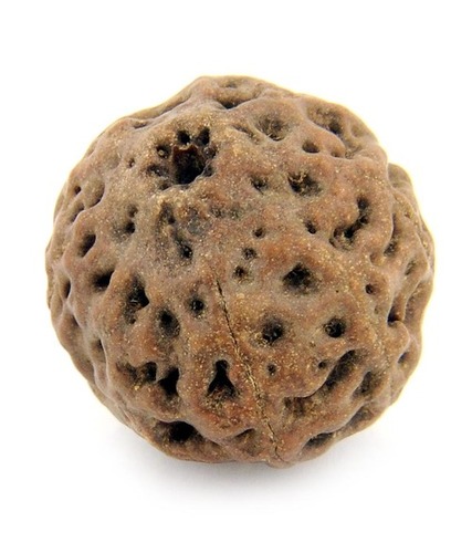 8.10 gms Natural 8 Faced Rudraksha Bead IGL X- Ray Certified