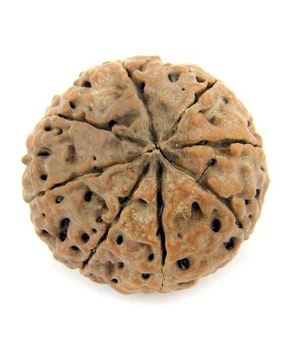 Natural 8 Faced Rudraksha Bead IGL X- Ray Certified - 10.55 gms