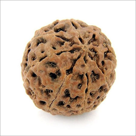 8 Faced Rudraksha Bead IGL X- Ray Certified - 10.42 gms