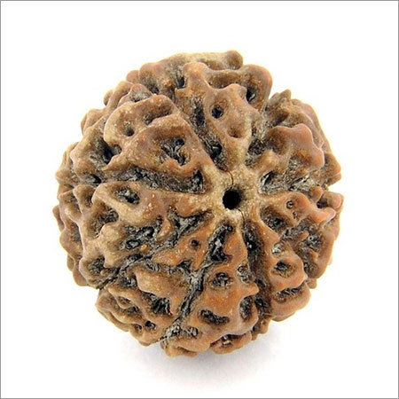 Eight Mukhi Rudraksha Bead IGL X- Ray Certified - 5.82 gms