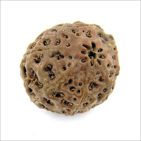Eight Mukhi Rudraksha Bead X- Ray Certified - 10.04 gms