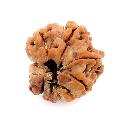 Eight Mukhi Rudraksha In Ranchi
