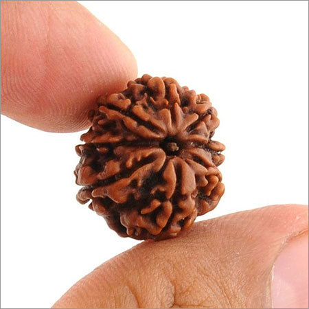 8 Mukhi Rudraksha Beads In Moradabad