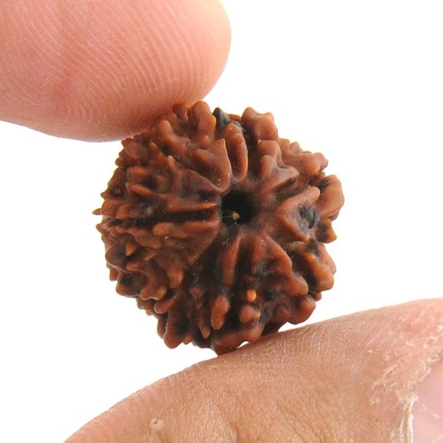 17MM - Natural 8 Mukhi Rudraksha Beads Mantra