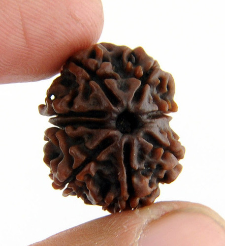 8 Mukhi Rudraksha Planetary Effects and Benefits 