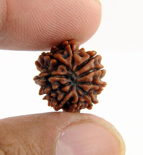 Certified 8 Mukhi Rudraksha Bead