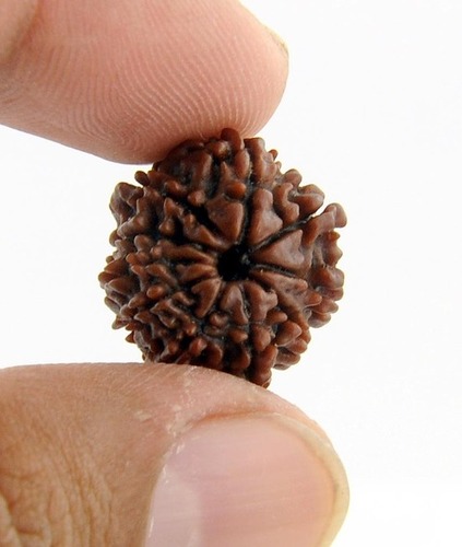 Buy Original 8 Mukhi Rudraksha Bead Online