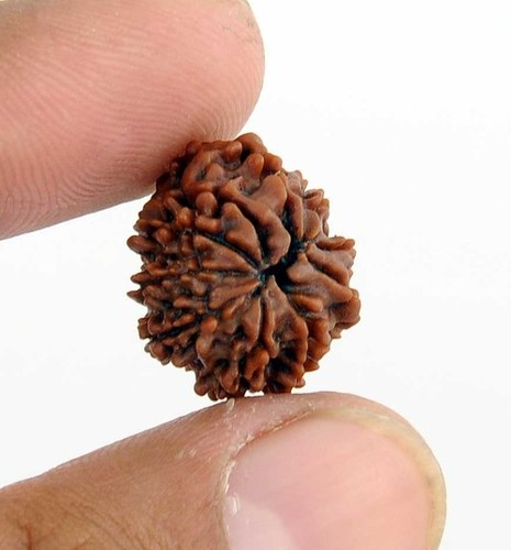 Buy Original 8 Mukhi Rudraksha Bead In India