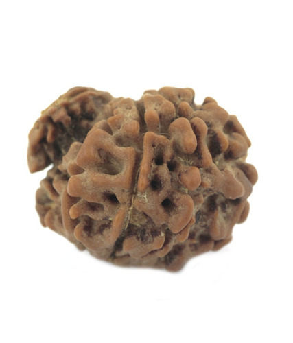 9 Mukhi Garbh-Gauri Rudraksha In Gurgaon