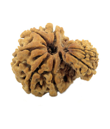 9 Mukhi Holy Garbha Gauri Rudraksha In Kolkat
