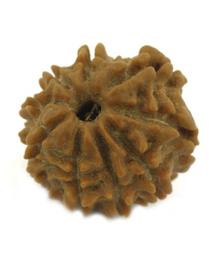 9 Mukhi Rudraksha