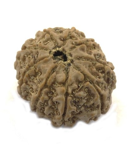 Nau Mukhi Rudraksha In Mumabai