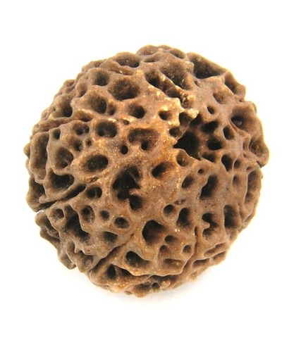 Natural Nine Mukhi Rudraksha from Nepal