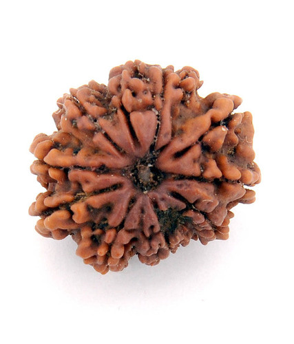 Natural Nine Mukhi Dark Brown Nepali Rudraksha
