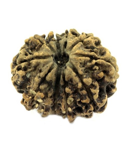 Buy 10 Faced Natural Holy Rudraksha Seeds