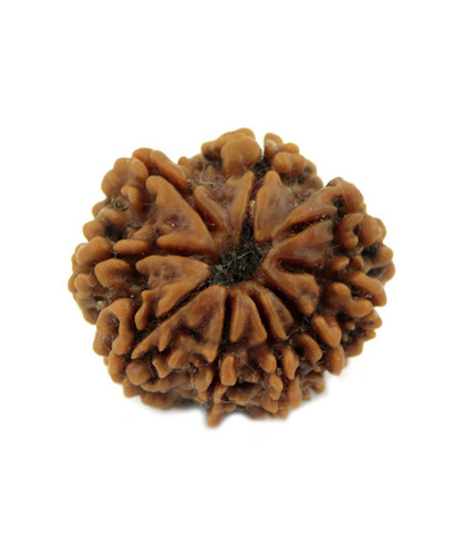 Dark Brown 10 Mukhi Rudraksha Seeds Online