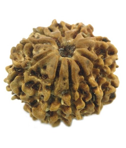 Natural IGL Certified Ten Mukhi Rudraksha Bead -22MM