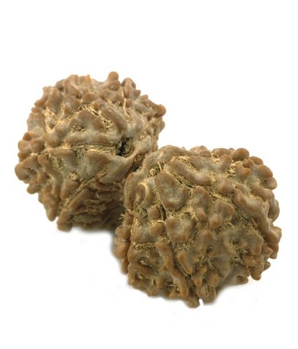 Natural IGL Certified Ten Mukhi Gaurishankar Rudraksha Bead