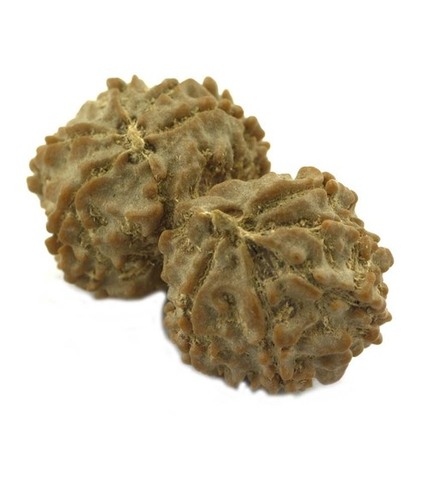 Natural IGL Certified 10 Mukhi Gaurishankar Rudraksha Bead