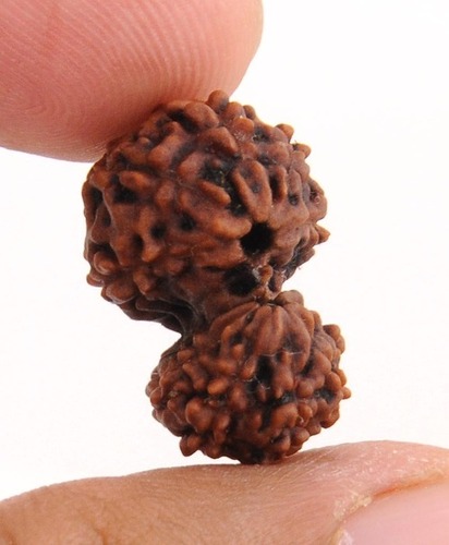 Certified Dus Mukhi Gauri Shakar Rudraksha Bead -21MM