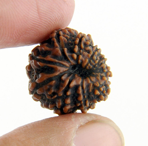 Certified Nepal 10 Mukhi Vishnu Rudraksha - 19MM