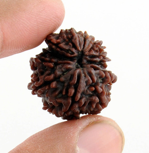 Certified 10 Mukhi Rudraksha Effects and Benefits - 23MM