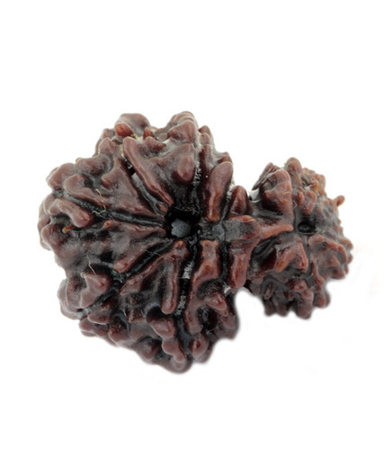 12 Mukhi Garbha Gauri Rudraksha Original