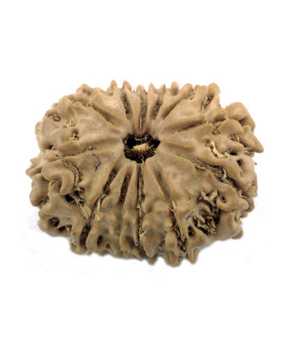 Natural 12 Mukhi Rudraksha Seeds Online