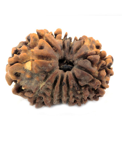 12 Mukhi Holy Rudraksha In Mumbai