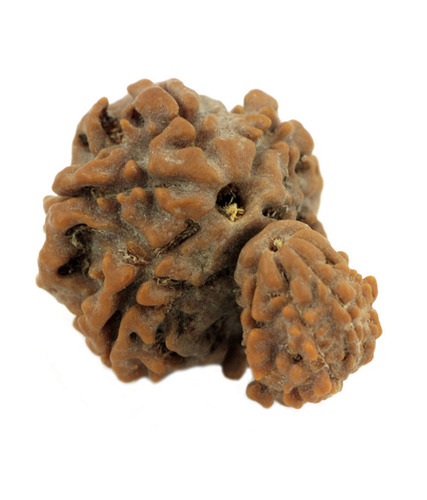 11 Mukhi Garbh-Gauri Rudraksha Seeds Online
